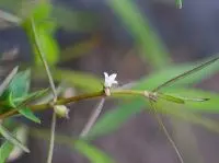 Phân biệt Tránh nhầm lẫn bạch hoa xà với bạch hoa xà thiệt thảo