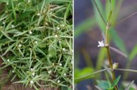 Cây Lưỡi Đồng (Lữ Đồng) – Thảo Dược Quý Hỗ Trợ Chống Ung Thư Và Thanh Nhiệt Giải Độc