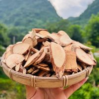Cách sử dụng cây mẹ thuốc (cách lông vàng) hiệu quả trong điều trị và chăm sóc sức khỏe