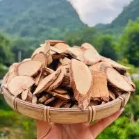 Cách sử dụng cây mẹ thuốc (cách lông vàng) hiệu quả trong điều trị và chăm sóc sức khỏe
