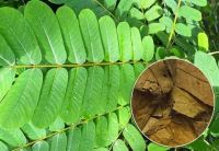 Mua Lá Muồng Trâu Ở Đâu? Cách Chọn Và Dùng An Toàn