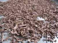 Bán cây cát lồi hcm